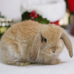 https://www.starvetclinic.co.uk/wp-content/uploads/2022/11/NOV-B-SMF-bunny-proofing-christmas.png